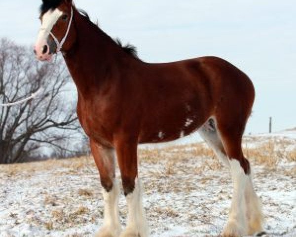 broodmare Claires Irish Whiskey (Clydesdale, 2014, from S B H Phoenix)