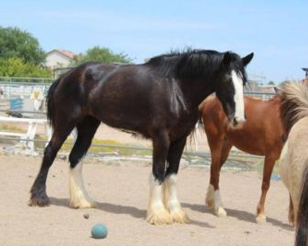 horse CK Enhancer's Lady Bree (Clydesdale, 2011, from Donegal Enhancer)