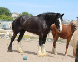 horse CK Enhancer's Lady Bree (Clydesdale, 2011, from Donegal Enhancer)