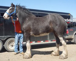 broodmare Delta's Sugar (Clydesdale, 2006, from Battle River Duncan)