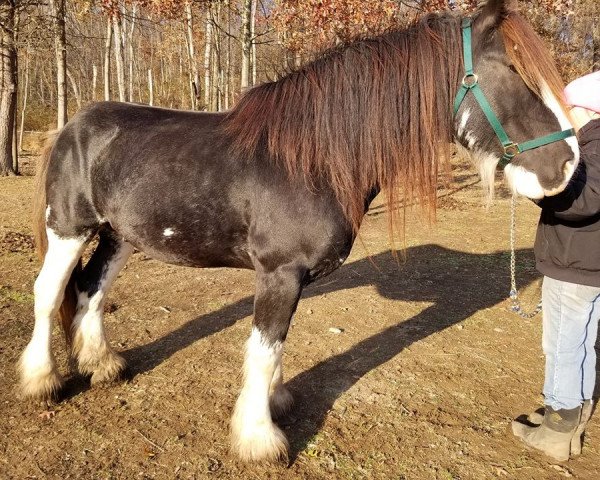 Deckhengst Sandy Ridge Tim (Clydesdale, 2013, von Battle River Montgomery)