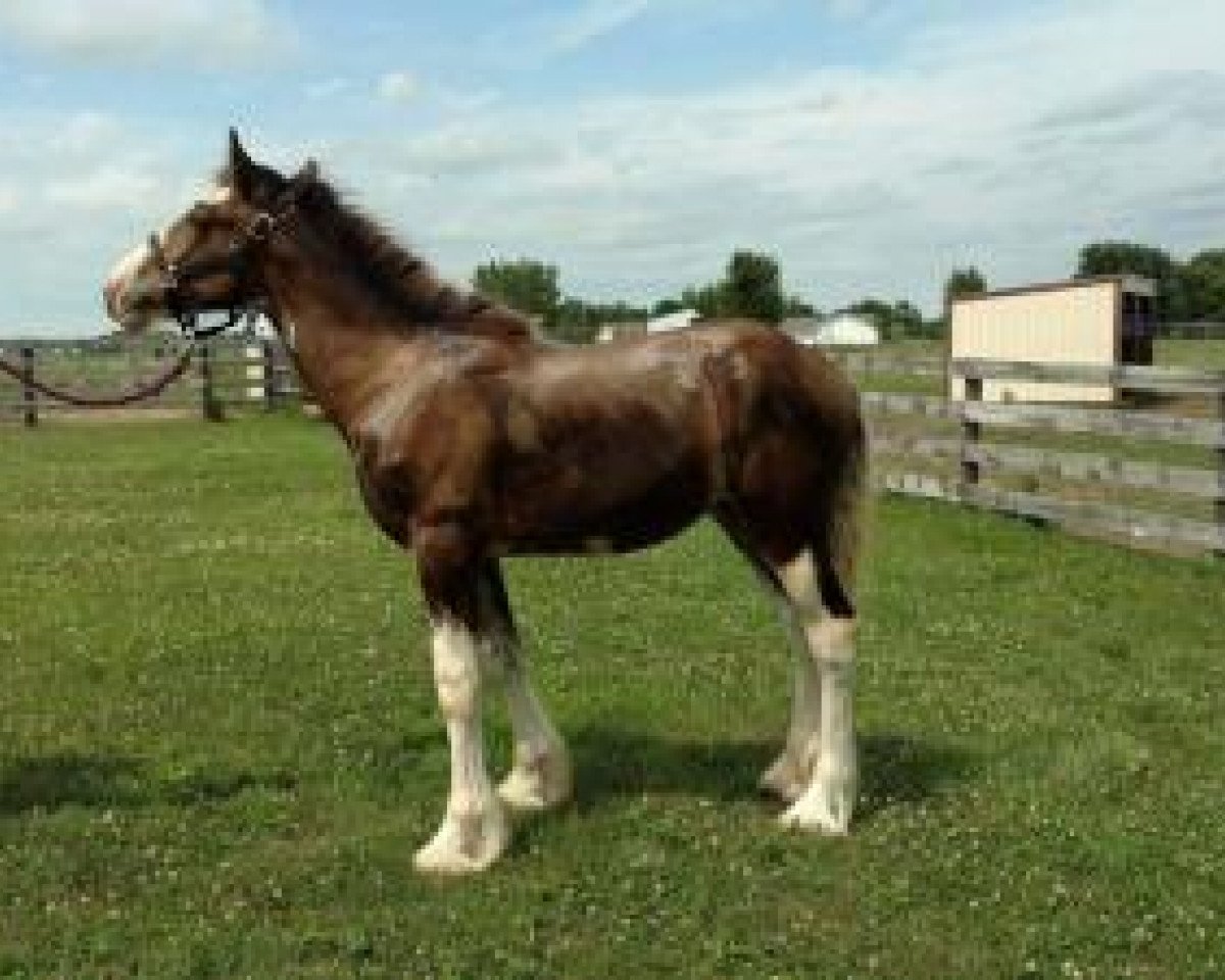 horse Circle F Athena (Clydesdale, 2016, from Sandy Ridge Tim)