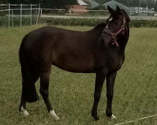 broodmare Penny Lane (German Riding Pony, 2008, from FS Pour l'Amour)