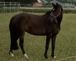 Zuchtstute Penny Lane (Deutsches Reitpony, 2008, von FS Pour l'Amour)