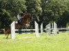 dressage horse Sun of Gold (Oldenburg, 2011, from Sungold 2)