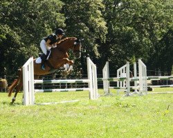 dressage horse Sun of Gold (Oldenburg, 2011, from Sungold 2)