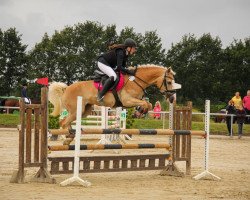 Zuchtstute Wirbelwind (Haflinger, 2011, von Wunderknabe)