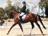 dressage horse Don Destello (Rhinelander, 2005, from Donquestador)