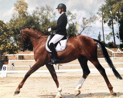 dressage horse Don Destello (Rhinelander, 2005, from Donquestador)