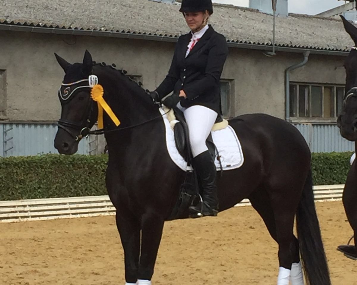 broodmare Sandro's Queen (Hanoverian, 2012, from Sandro Hit)