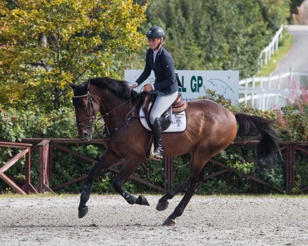 jumper Into The Wind (KWPN (Royal Dutch Sporthorse), 2013, from Starpower TN)