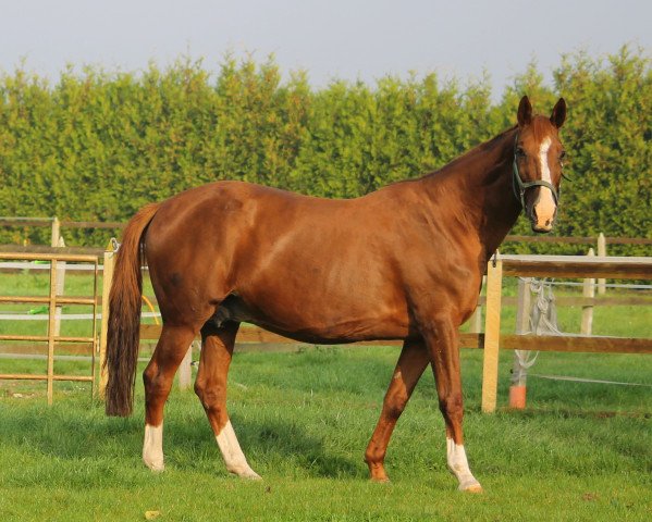 broodmare Donnerfee (Oldenburg, 1997, from Donnerschwee)