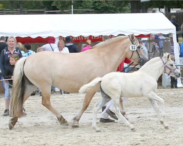 broodmare Sini (Fjord Horse, 2006, from Valør Halsnæs)