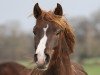 Dressurpferd Crown Copyright (Deutsches Reitpony, 2018, von Crown Charm of Royal)