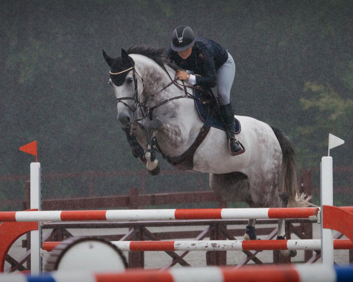 jumper Graversgaards Banda Api (Danish Warmblood, 2009, from Churchill)