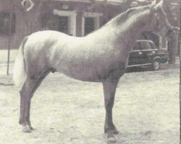 stallion Señorito XXV (Pura Raza Espanola (PRE), 1980, from Leviton)