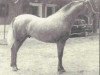 stallion Señorito XXV (Pura Raza Espanola (PRE), 1980, from Leviton)