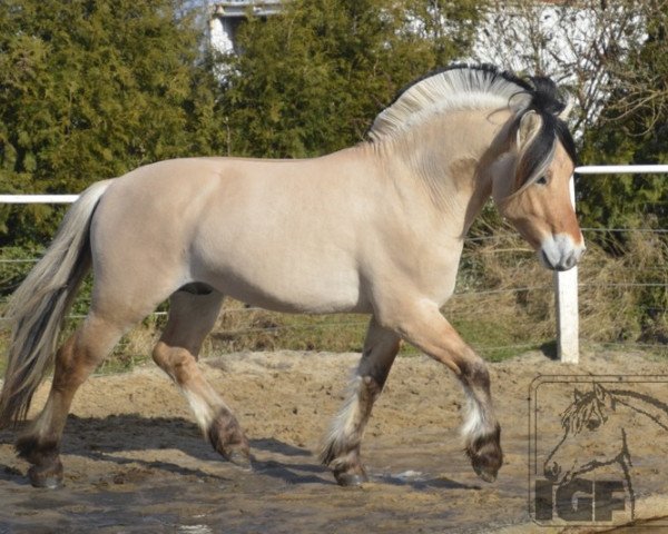 jumper Fuchsmoor's Raavi (Fjord Horse, 2015, from Resen N.2673)