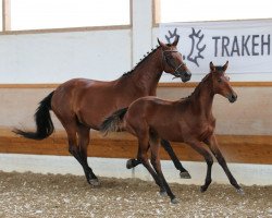 Pferd Mon Petit Soleil (Trakehner, 2020, von Opernball)