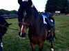 jumper Roger (New Forest Pony, 1997, from Anydale Ron)