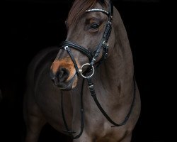 dressage horse Fehkamps Haeggerty (German Riding Pony, 2008, from Hattrick)