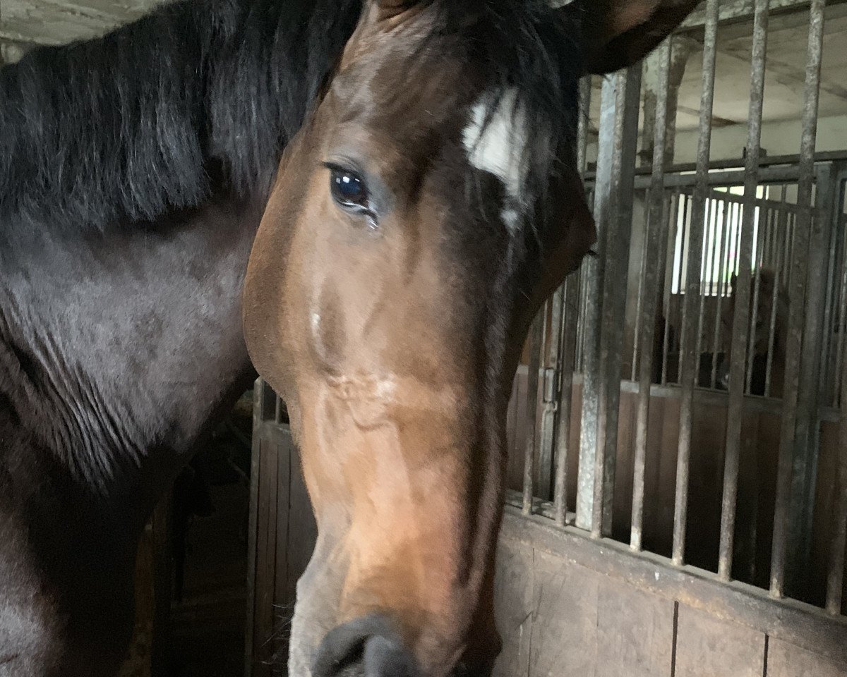 broodmare Calmira (Hanoverian, 2013, from Comte)