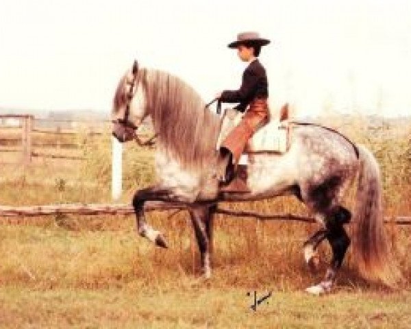 stallion Rumboso XI (Pura Raza Espanola (PRE), 1980, from Indiano VII)