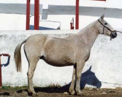 Zuchtstute Rociana III (Pura Raza Espanola (PRE), 1974, von Taco II)