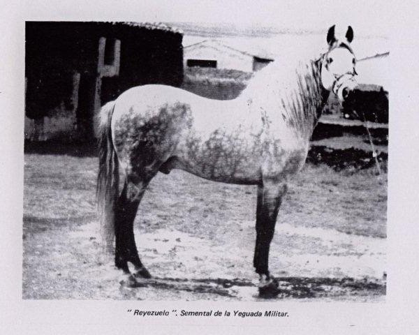 Deckhengst Reyezuelo (Pura Raza Espanola (PRE), 1975, von Gorron II)