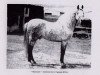 stallion Reyezuelo (Pura Raza Espanola (PRE), 1975, from Gorron II)