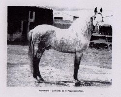 stallion Reyezuelo (Pura Raza Espanola (PRE), 1975, from Gorron II)