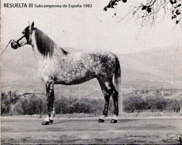 broodmare Resuelta III (Pura Raza Espanola (PRE), 1974, from Genio)