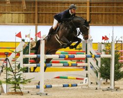 jumper Caletta Ws (Swiss Warmblood, 2009, from Albführen's Caladetto)