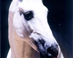 stallion Yacht (Lusitano, 1974, from Martini)