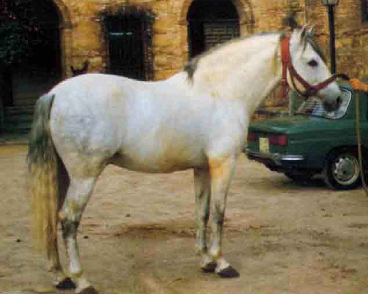Deckhengst Relampago II (Pura Raza Espanola (PRE), 1975, von Gorron II)