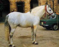 stallion Relampago II (Pura Raza Espanola (PRE), 1975, from Gorron II)