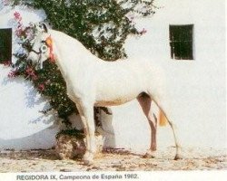 broodmare Regidora IX (Pura Raza Espanola (PRE), 1972, from Temerario III)