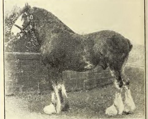 stallion Carbrook Buchlyvie (Clydesdale,  )