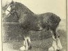 stallion Carbrook Buchlyvie (Clydesdale,  )