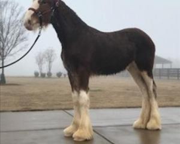 Pferd Classic City Captain's Norma Jean (Clydesdale, 2017, von Zorra Highland Captain)