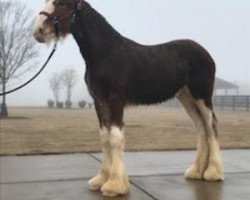 horse Classic City Captain's Norma Jean (Clydesdale, 2017, from Zorra Highland Captain)