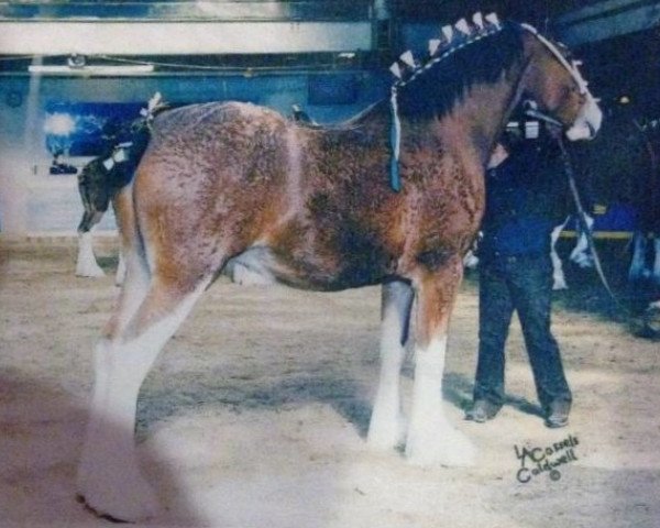 Zuchtstute Lynden Manor Lucie (Clydesdale, 2008, von Pinnacle's Sensational Azar)