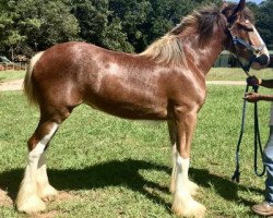 horse Classic City Captain's Lena Horne (Clydesdale, 2017, from Zorra Highland Captain)