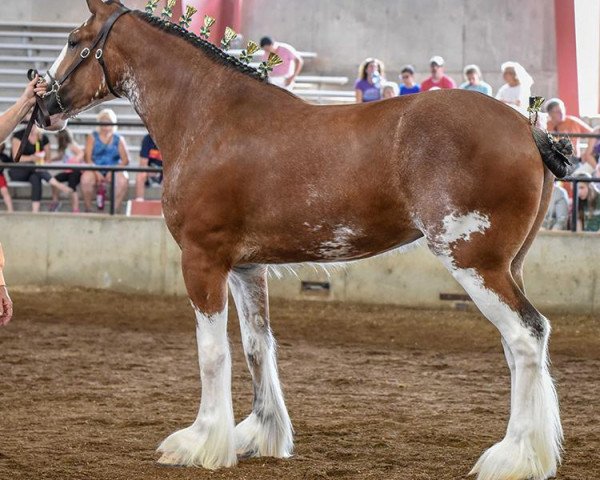 horse Classic City BB Skylar Grey (Clydesdale, 2016, from Bogton Barnaby)