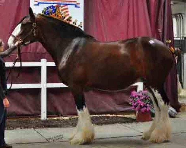 broodmare Rachel of Little Giants (Clydesdale, 2004, from Collessie Crackerjack)