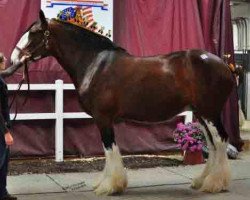 broodmare Rachel of Little Giants (Clydesdale, 2004, from Collessie Crackerjack)