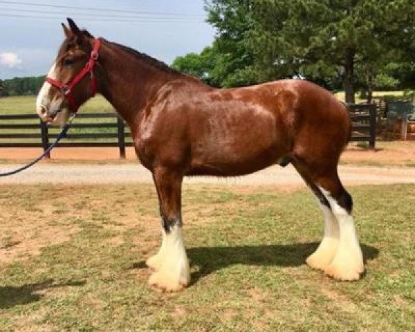 Pferd Classic City BB Rod Stewart (Clydesdale, 2015, von Bogton Barnaby)