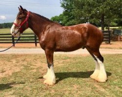 horse Classic City BB Rod Stewart (Clydesdale, 2015, from Bogton Barnaby)