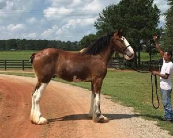 Pferd Classic City BB Ozzy Osbourne (Clydesdale, 2015, von Bogton Barnaby)