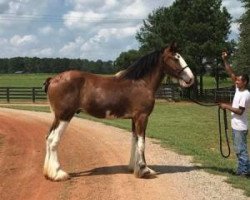 Pferd Classic City BB Ozzy Osbourne (Clydesdale, 2015, von Bogton Barnaby)